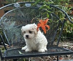 Small #1 Cava-Tzu