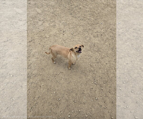 Medium Photo #1 Dachshund-Unknown Mix Puppy For Sale in Maquoketa, IA, USA