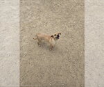 Small Dachshund Mix