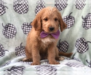 Labradoodle Puppy for sale in LAKELAND, FL, USA