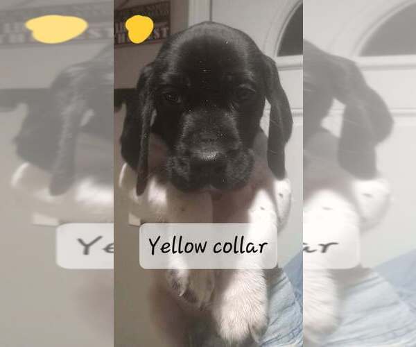 Medium Photo #1 German Shorthaired Pointer Puppy For Sale in RICHMOND, MO, USA