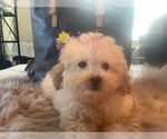 Small Photo #10 Poodle (Miniature) Puppy For Sale in HIGH POINT, NC, USA