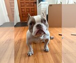Small #2 American Staffordshire Terrier-French Bulldog Mix