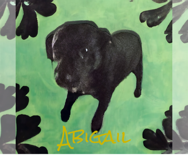 Medium Photo #8 American Pit Bull Terrier-American Staffordshire Terrier Mix Puppy For Sale in Orange Grove, TX, USA