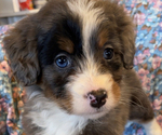 Small Photo #7 Bernedoodle (Miniature) Puppy For Sale in LAWRENCE, MI, USA