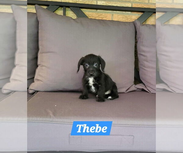 Medium Photo #1 Dachshund-Unknown Mix Puppy For Sale in Aurora, IN, USA