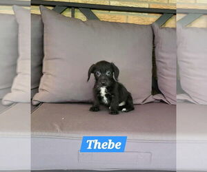 Medium Dachshund Mix