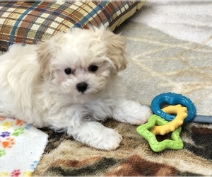 Maltipoo-YorkiePoo Mix Puppy for sale in SILEX, MO, USA
