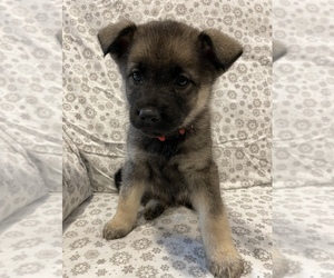 Norwegian Elkhound Puppy for sale in BROGUE, PA, USA