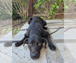Catahoula Leopard Dog Dogs for adoption in Jackson, CA, USA