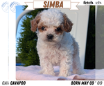 Puppy Simba Cavapoo (Miniature)