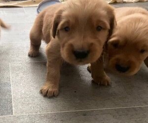 Golden Retriever Puppy for sale in WHITAKERS, NC, USA