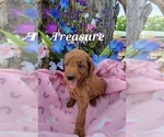 Small Photo #3 Goldendoodle (Miniature) Puppy For Sale in GOBLES, MI, USA