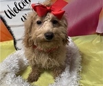 Small #2 Poodle (Miniature)