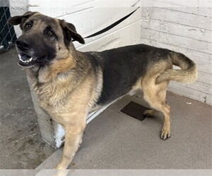 German Shepherd Dog-Unknown Mix Dogs for adoption in San Bernardino, CA, USA