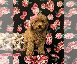 Cavapoo Puppy for sale in KIRKWOOD, PA, USA