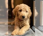 Small Photo #1 Goldendoodle Puppy For Sale in PECK, KS, USA