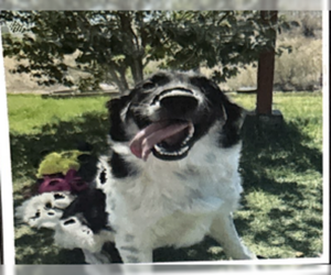 Pyrenees Border Collie Dogs for adoption in Studio City, CA, USA