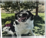 Small Pyrenees Border Collie