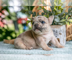 Small #2 French Bulldog