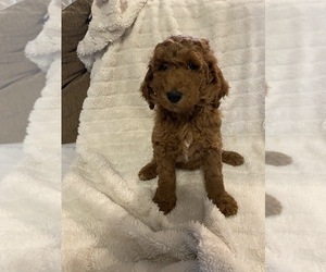 Goldendoodle Puppy for Sale in LEBANON, Tennessee USA