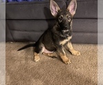 Small Photo #7 German Shepherd Dog Puppy For Sale in FAIRMOUNT, IN, USA