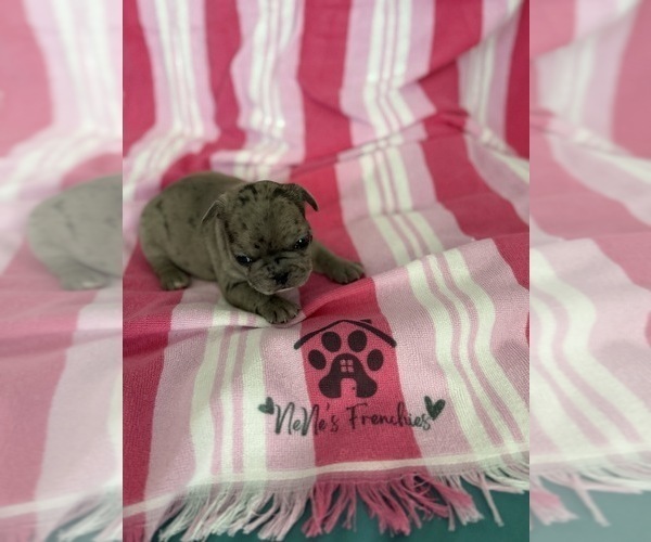 Medium Photo #17 French Bulldog Puppy For Sale in OPP, AL, USA
