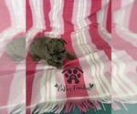 Small #16 French Bulldog