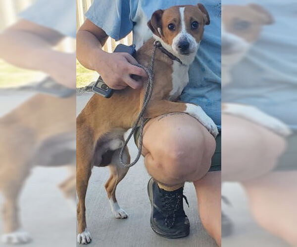 Medium Photo #3 Parson Russell Terrier-Unknown Mix Puppy For Sale in Ventura, CA, USA