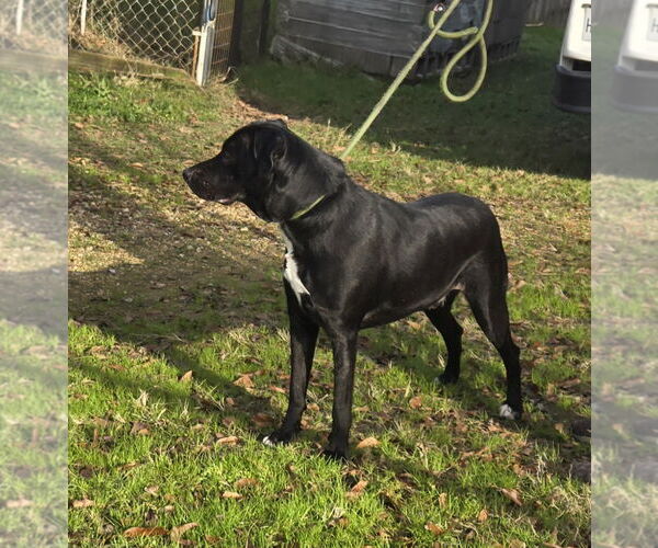 Medium Photo #3 Mutt Puppy For Sale in Jackson, MS, USA