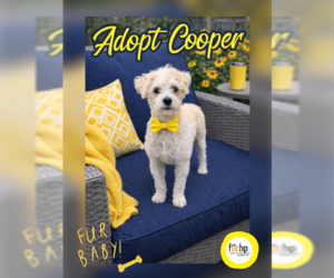 Mutt Dogs for adoption in Menifee, CA, USA