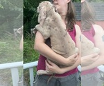 Small Photo #125 Great Dane Puppy For Sale in SPRAGGS, PA, USA