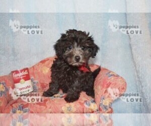 Maltipoo-Poodle (Toy) Mix Puppy for sale in SANGER, TX, USA