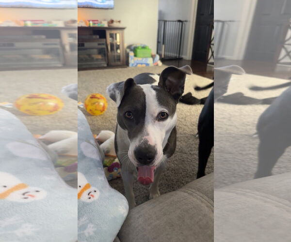 Medium Photo #5 American Pit Bull Terrier-Unknown Mix Puppy For Sale in Germantown, OH, USA