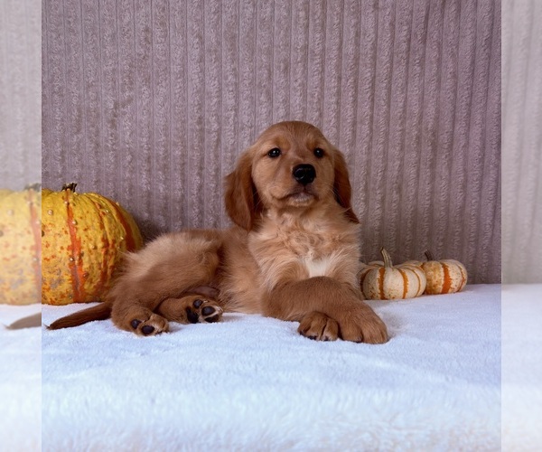 Medium Photo #1 Golden Retriever Puppy For Sale in INDIANAPOLIS, IN, USA