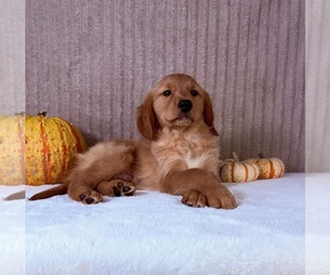 Golden Retriever Puppy for sale in INDIANAPOLIS, IN, USA