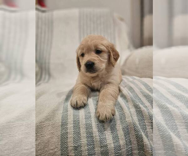 Medium Photo #3 Golden Retriever Puppy For Sale in SACRAMENTO, CA, USA