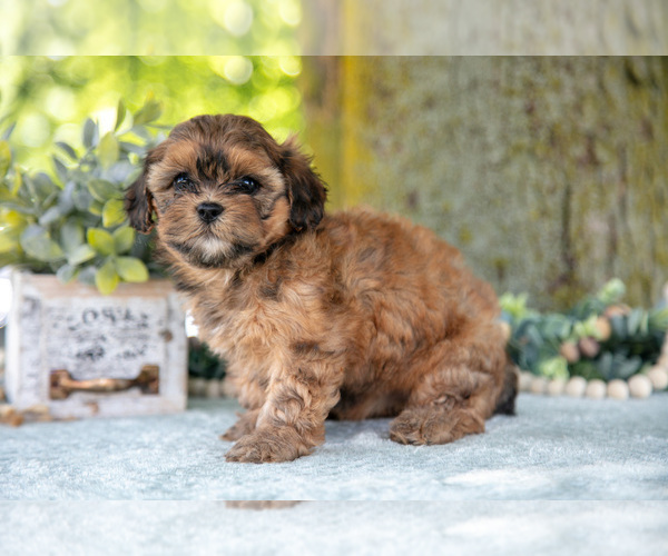 Medium Photo #21 Poodle (Miniature)-ShihPoo Mix Puppy For Sale in SHILOH, OH, USA