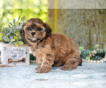 Small Photo #21 Poodle (Miniature)-ShihPoo Mix Puppy For Sale in SHILOH, OH, USA