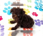 Small #1 Cockapoo (Toy)-Poodle (Toy) Mix