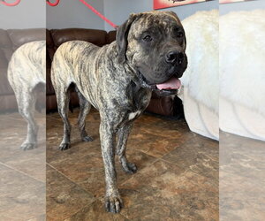 Bullmastiff Dogs for adoption in Goodyear, AZ, USA