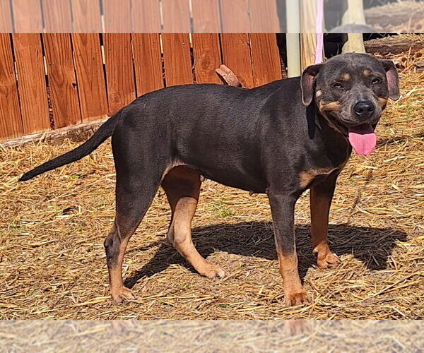 Medium Photo #2 American Pit Bull Terrier-Unknown Mix Puppy For Sale in Wetumpka, AL, USA