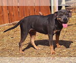 Small #1 American Pit Bull Terrier Mix