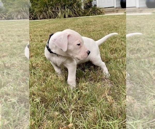 Medium Photo #2 Dogo Argentino Puppy For Sale in SAN ANTONIO, TX, USA