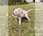 Small Photo #2 Dogo Argentino Puppy For Sale in SAN ANTONIO, TX, USA