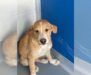 Labrador Retriever-Unknown Mix Dogs for adoption in Visalia, CA, USA