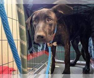 Mutt Dogs for adoption in Pasadena, CA, USA