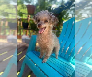 Poodle (Toy)-Unknown Mix Dogs for adoption in Pacolet, SC, USA