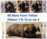 Puppy Yellow Ribbon Boxer