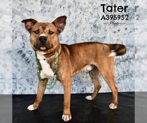 American Pit Bull Terrier-Unknown Mix Dogs for adoption in Conroe, TX, USA